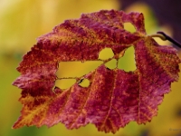 Autumn Leaf
